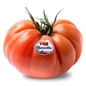 Tomate maravilla bolsa 600 g aprox.