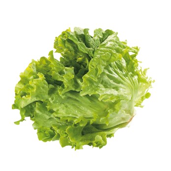 Lechuga del País Unidad.