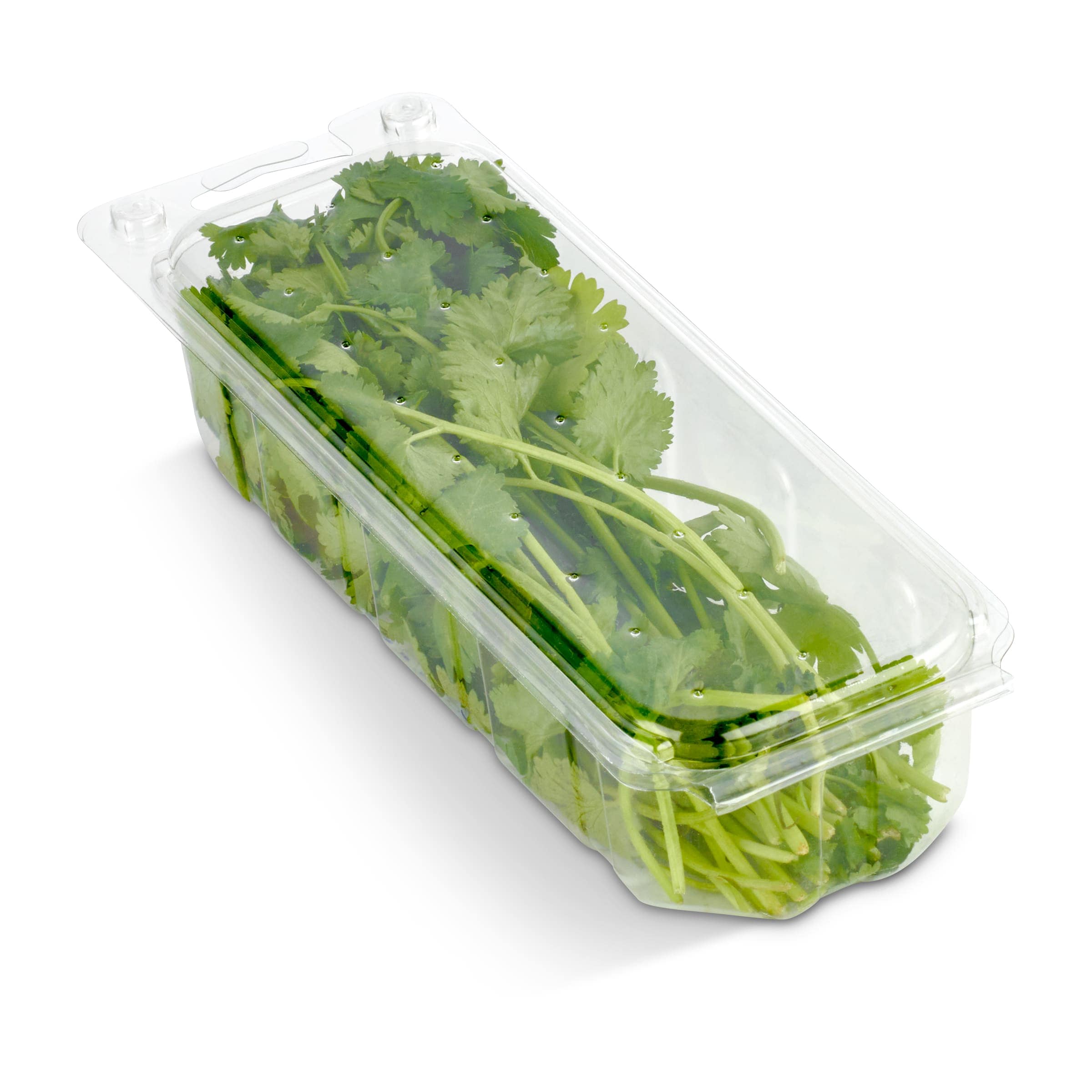 Cilantro 20 g