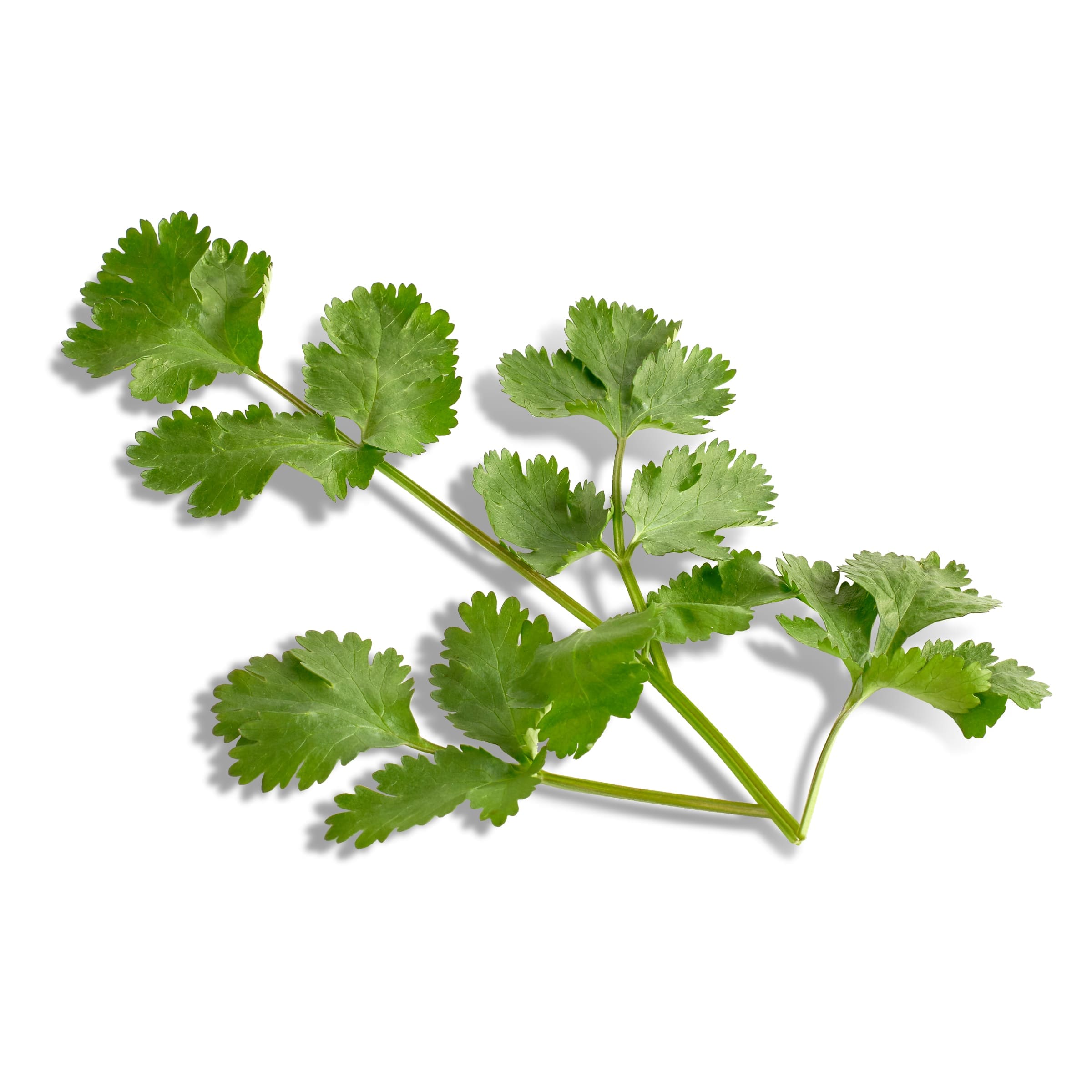 Cilantro 20 g