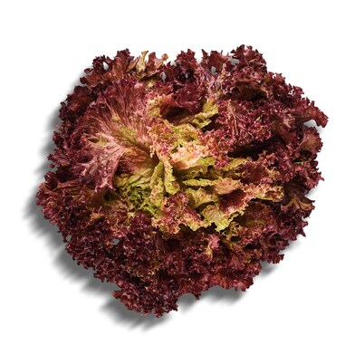 Lechuga hoja de roble roja bolsa 250 g-0 Lechuga hoja de roble roja bolsa 250 g-0
