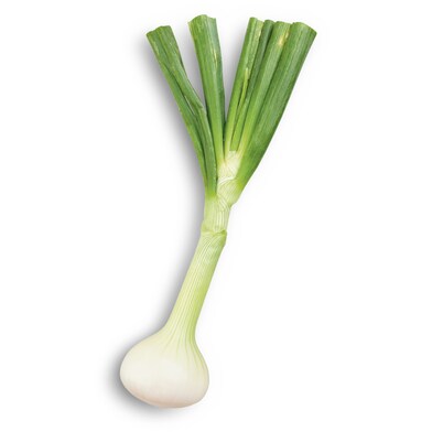 Cebolla tierna 350 GR-1 Cebolla tierna 350 GR-1