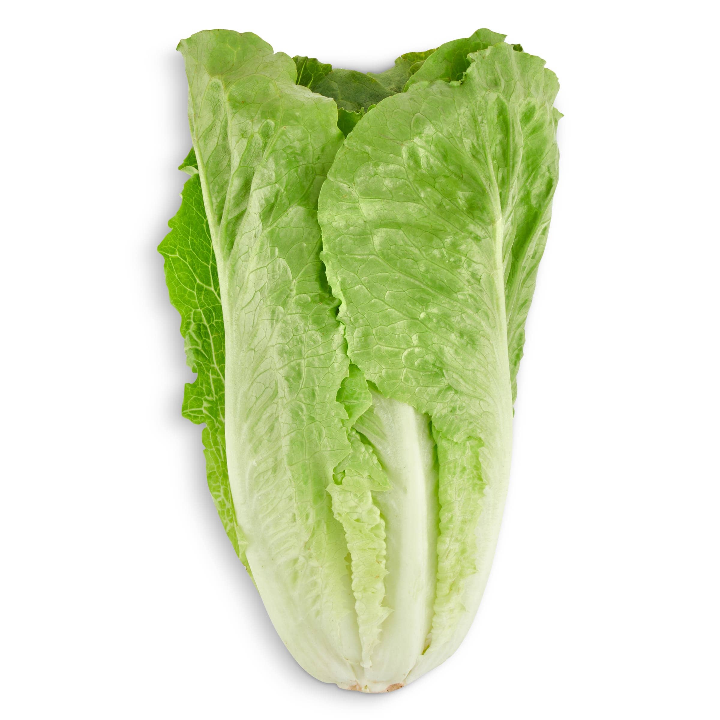 Corazón de lechuga romana unidad